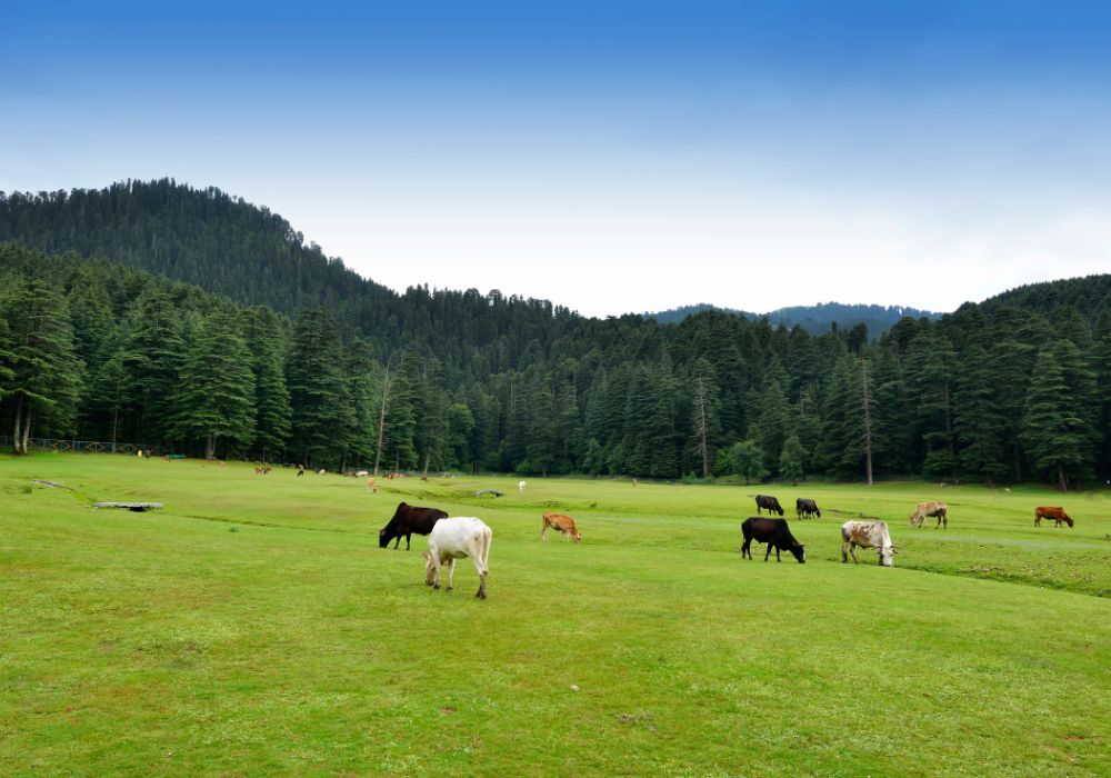 In The Lap Of Nature - Himachal Pradesh Tour Guide