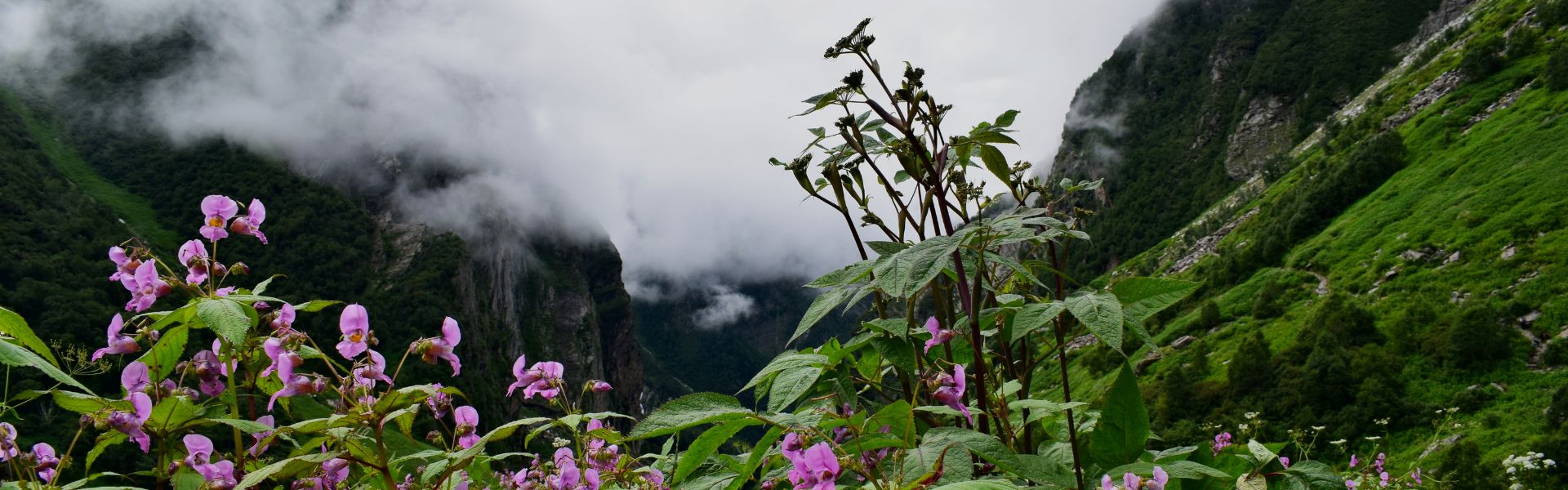 Valley Of Flowers Trek